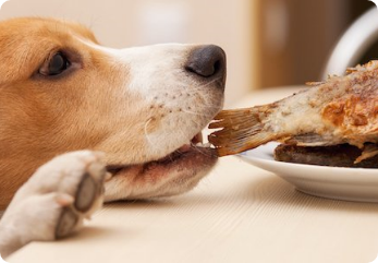 Board and train dog program in Elk Grove CA