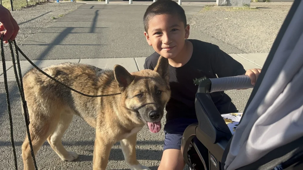 dog training Sacramento CA dog trainer Elk Grove California professional dog training Sacramento puppy training Sacramento California