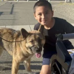 dog training Sacramento CA dog trainer Elk Grove California professional dog training Sacramento puppy training Sacramento California