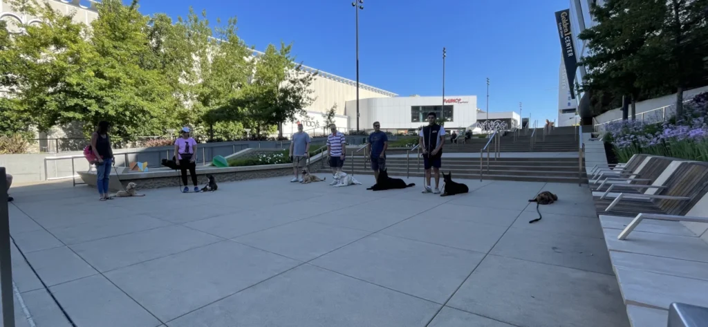 in home dog trainer Elk Grove CA dog training facility Sacramento California reactive dog training Sacramento puppy obedience class Elk Grove dog socialization training Sacramento canine training academy Sacramento CA certified dog trainer Sacramento