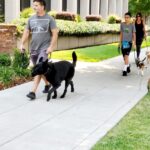 in home dog trainer Elk Grove CA dog training facility Sacramento California reactive dog training Sacramento puppy obedience class Elk Grove dog socialization training Sacramento canine training academy Sacramento CA certified dog trainer Sacramento