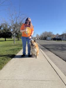 how much does dog training cost