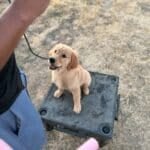 dog training Sacramento CA dog trainer Elk Grove California professional dog training Sacramento
