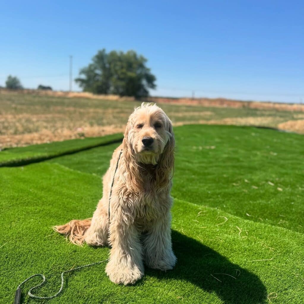 dog training Sacramento CA dog trainer Elk Grove California professional dog training Sacramento puppy training Sacramento California