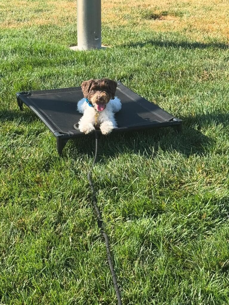 dog training Sacramento CA dog trainer Elk Grove California professional dog training Sacramento