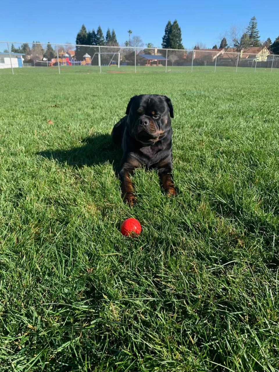 What Age Should a Dog Be Potty Trained