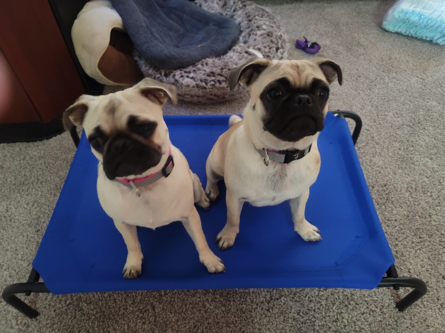 Puppy training program Sacramento CA JPK9 Academy Elk Grove obedience socialization