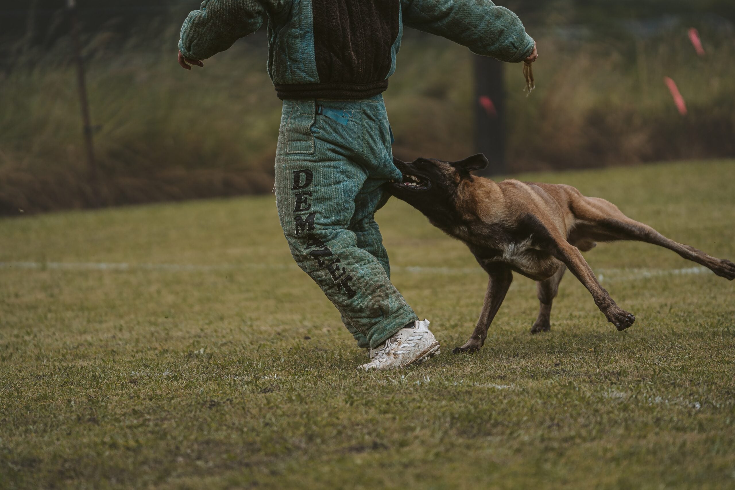Aggressive dog training Sacramento CA JPK9 Academy reactive dog specialist