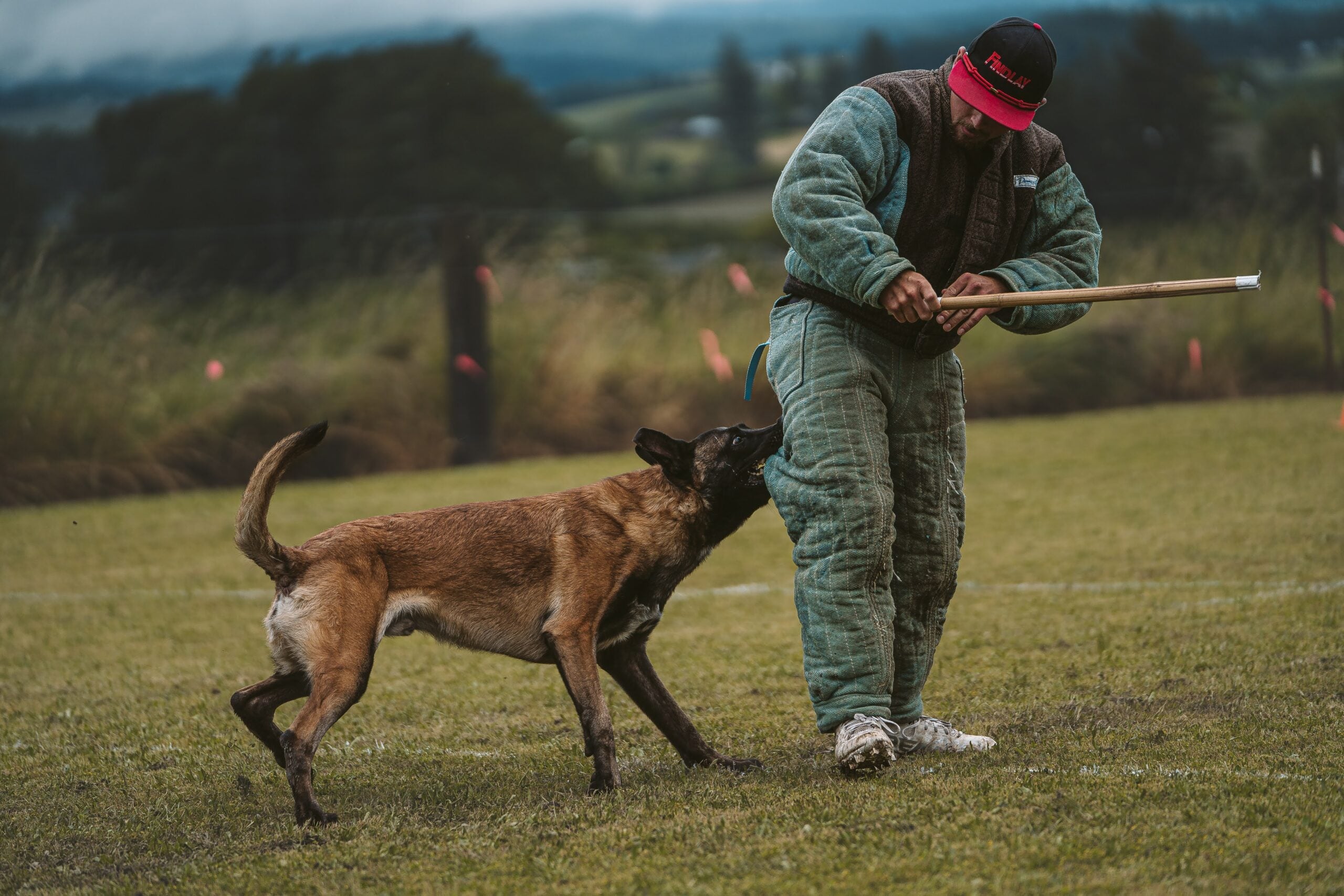 Juan Portillo working a dog during a training trial