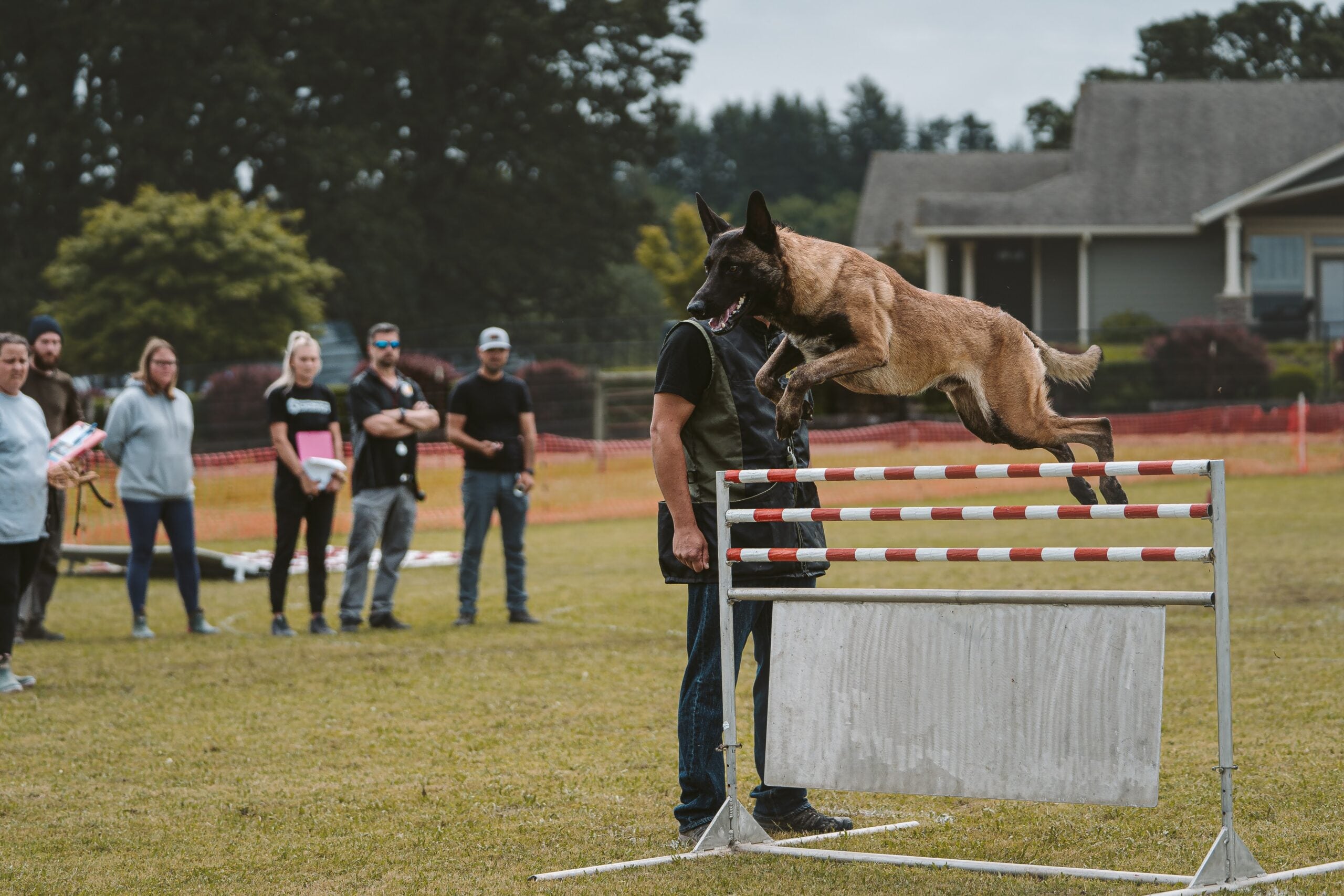 Board and train dog training program Elk Grove Sacramento CA JPK9 Academy