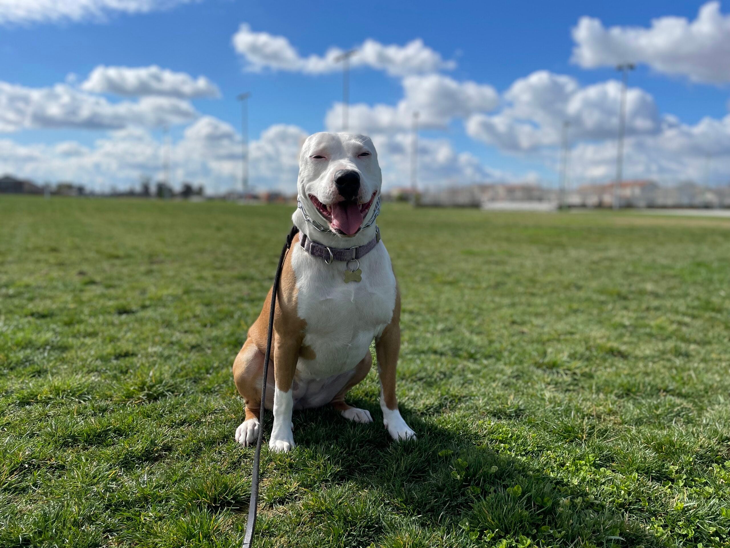 Dog behavior modification Sacramento CA JPK9 Academy anxiety reactivity root cause